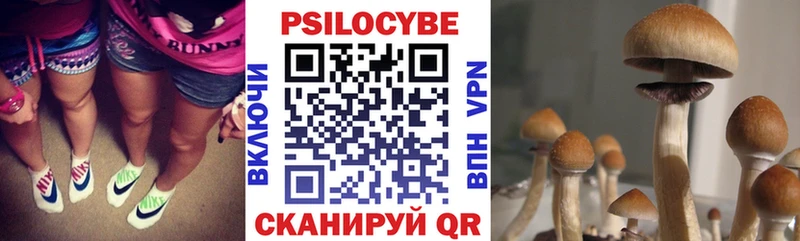 Псилоцибиновые грибы Psilocybine cubensis Сальск